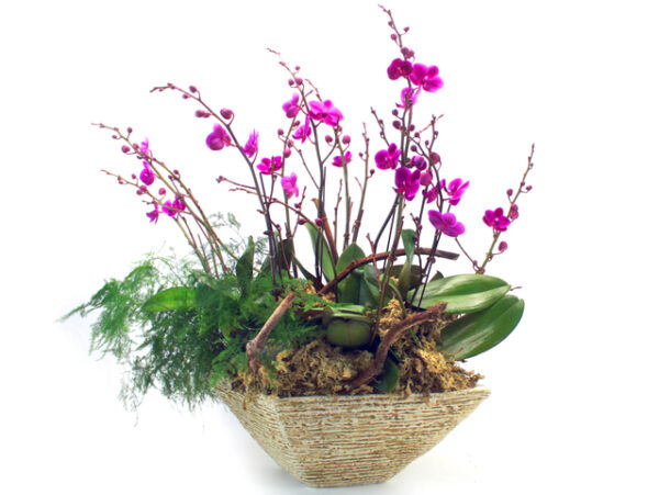 滿天紅蘭花 x 6