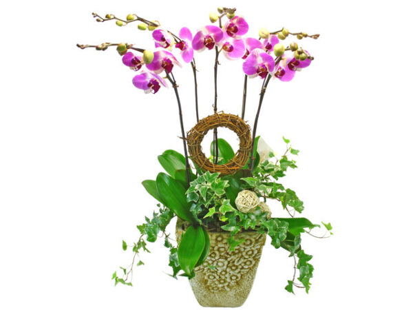 特色蘭花 x 5