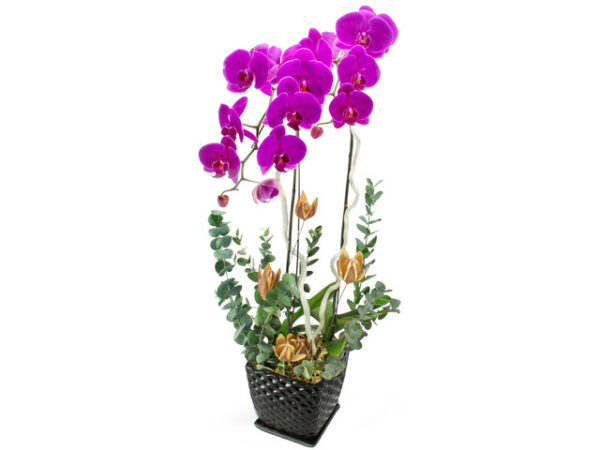 紅蝴蝶蘭花2枝 N1
