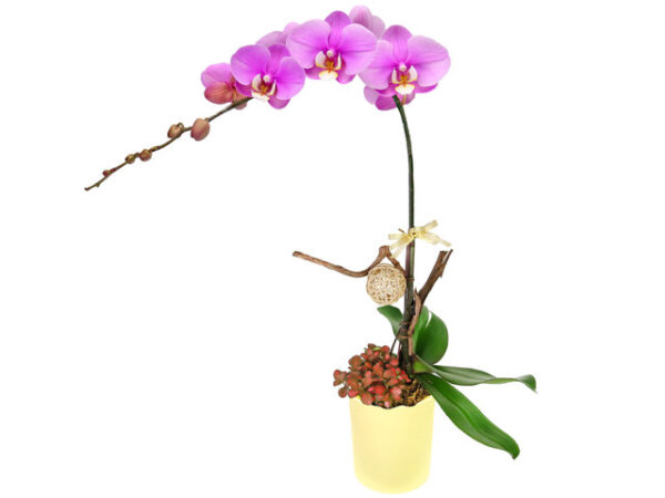 蘭花 N4