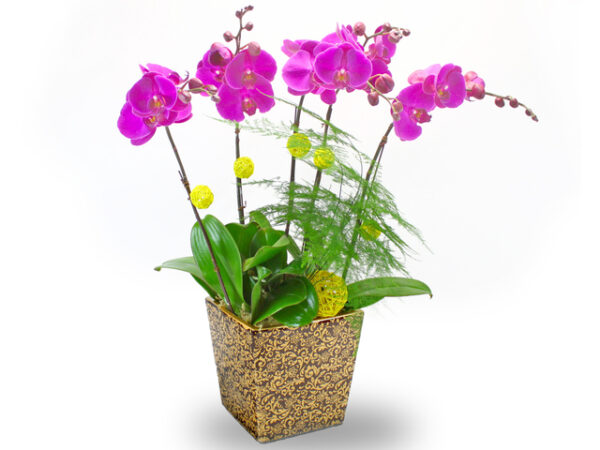 蝴蝶蘭花 5G