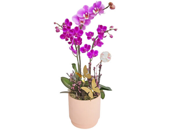 迷你蝴蝶蘭花 MO01