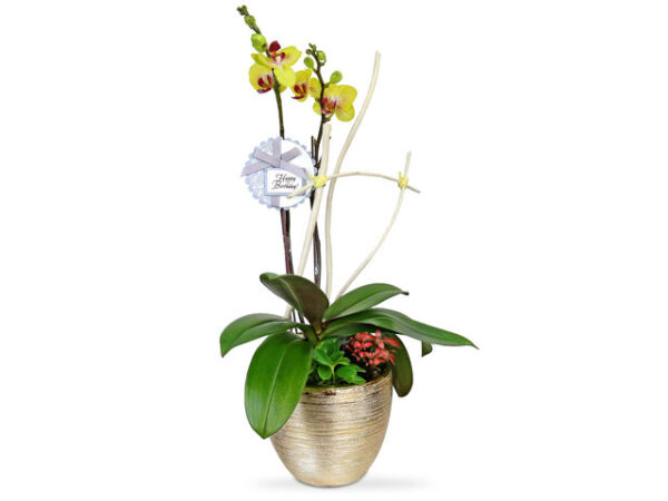 黃蝴蝶蘭花 B11